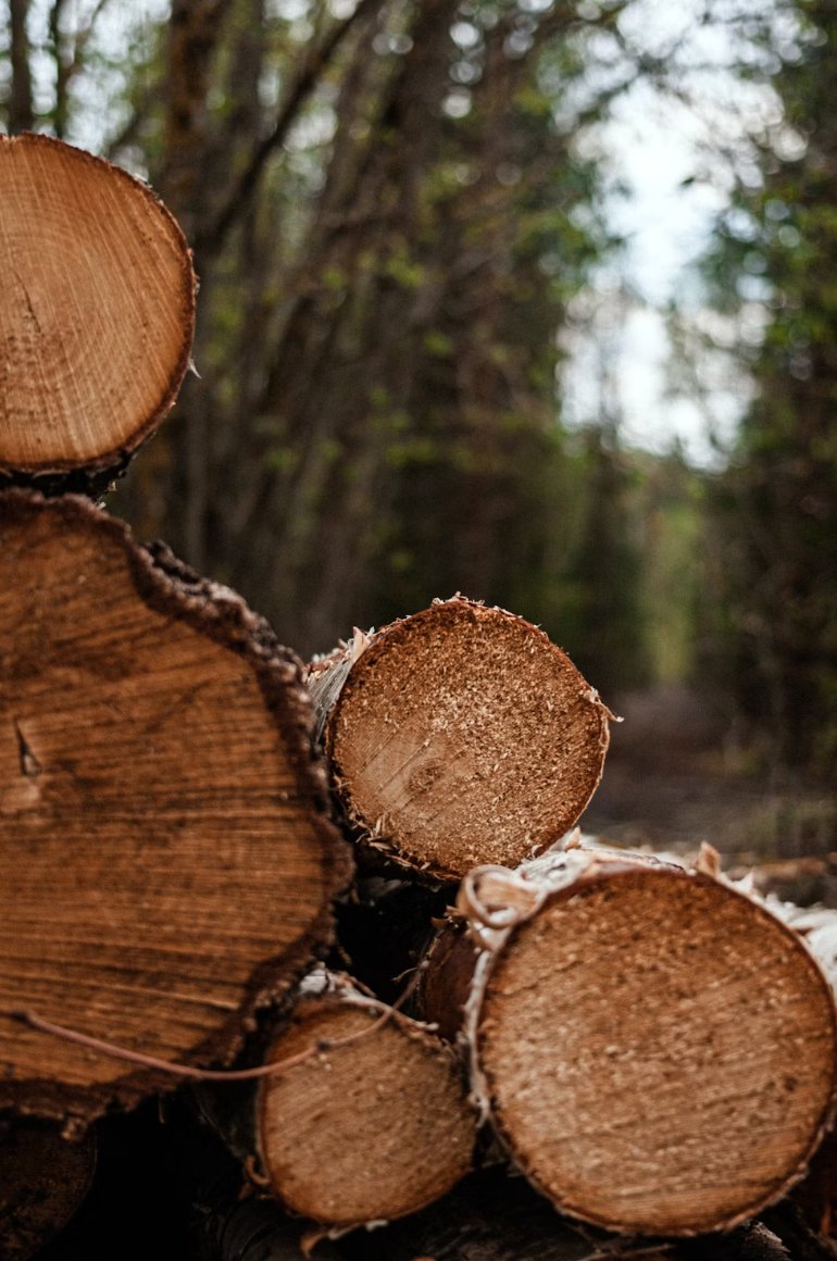 Legna tagliata nel bosco
